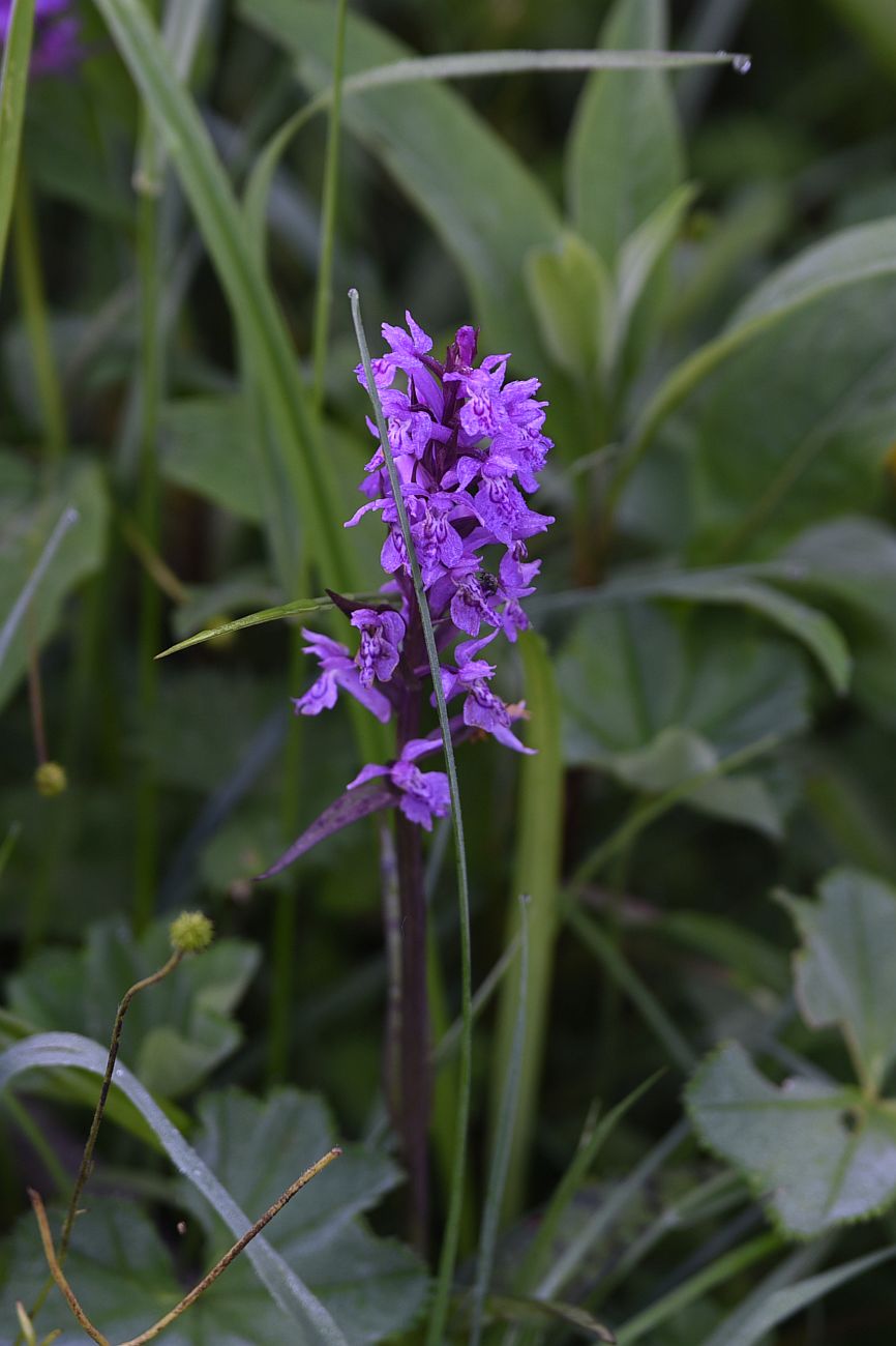 Изображение особи Dactylorhiza urvilleana.