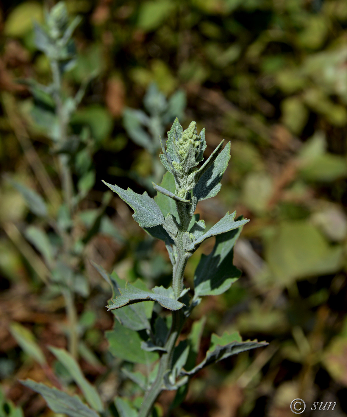 Изображение особи Atriplex sagittata.