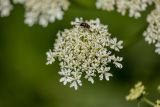 Heracleum ponticum