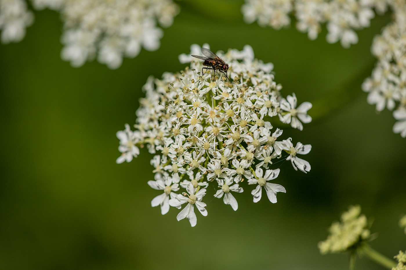 Image of Heracleum ponticum specimen.