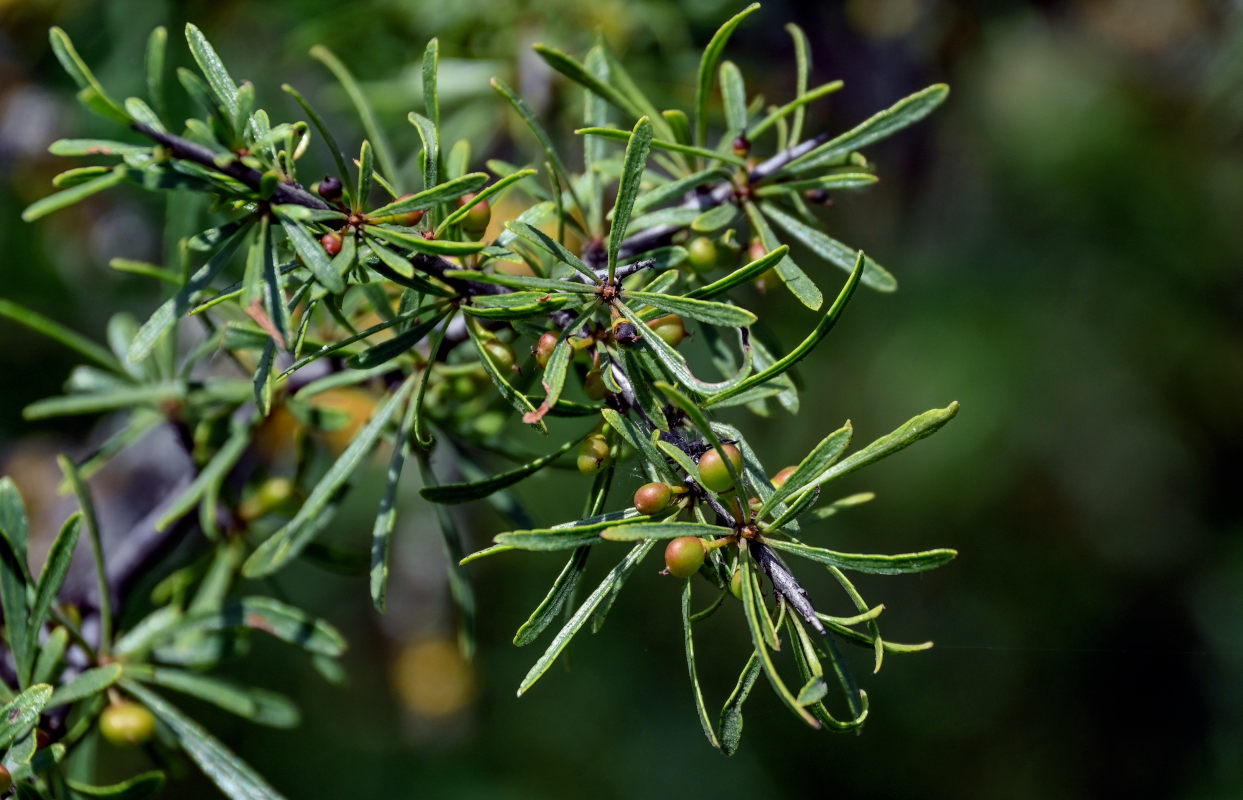 Image of Rhamnus erythroxyloides specimen.