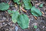 Plantago major