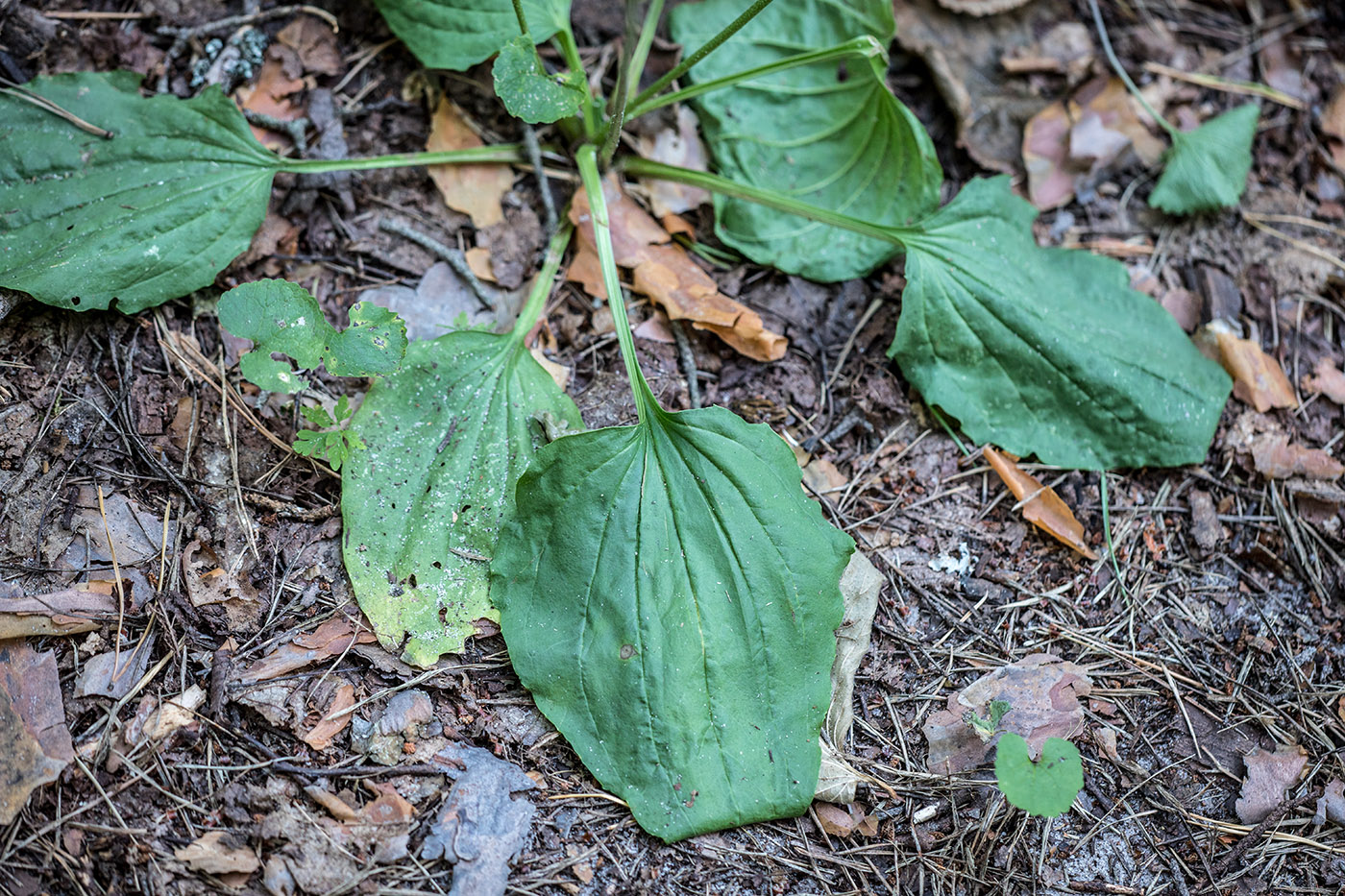 Изображение особи Plantago major.