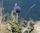 Echinops saksonovii. Верхушка цветущей веточки. Самарская обл., Ставропольский р-н, окр. с. Жигули, Молодецкий курган, каменистый склон. 7 сентября 2023 г.