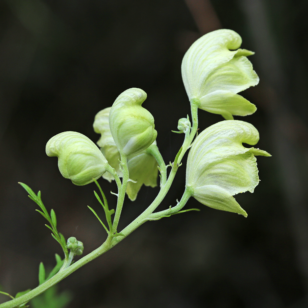 Image of Aconitum coreanum specimen.