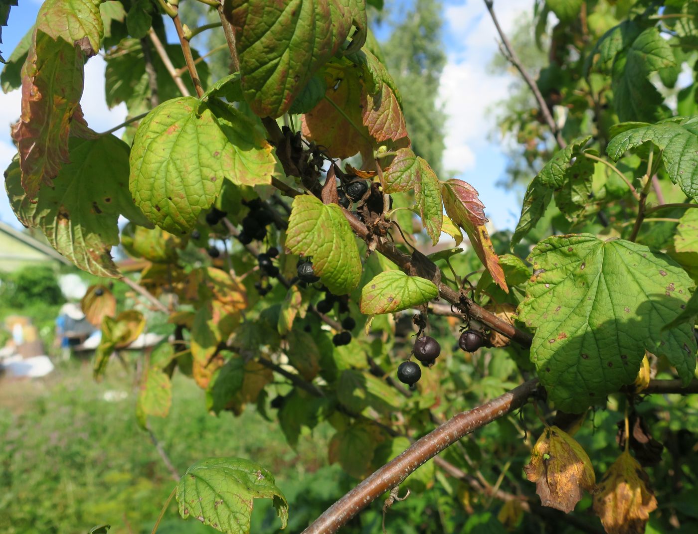 Изображение особи Ribes nigrum.