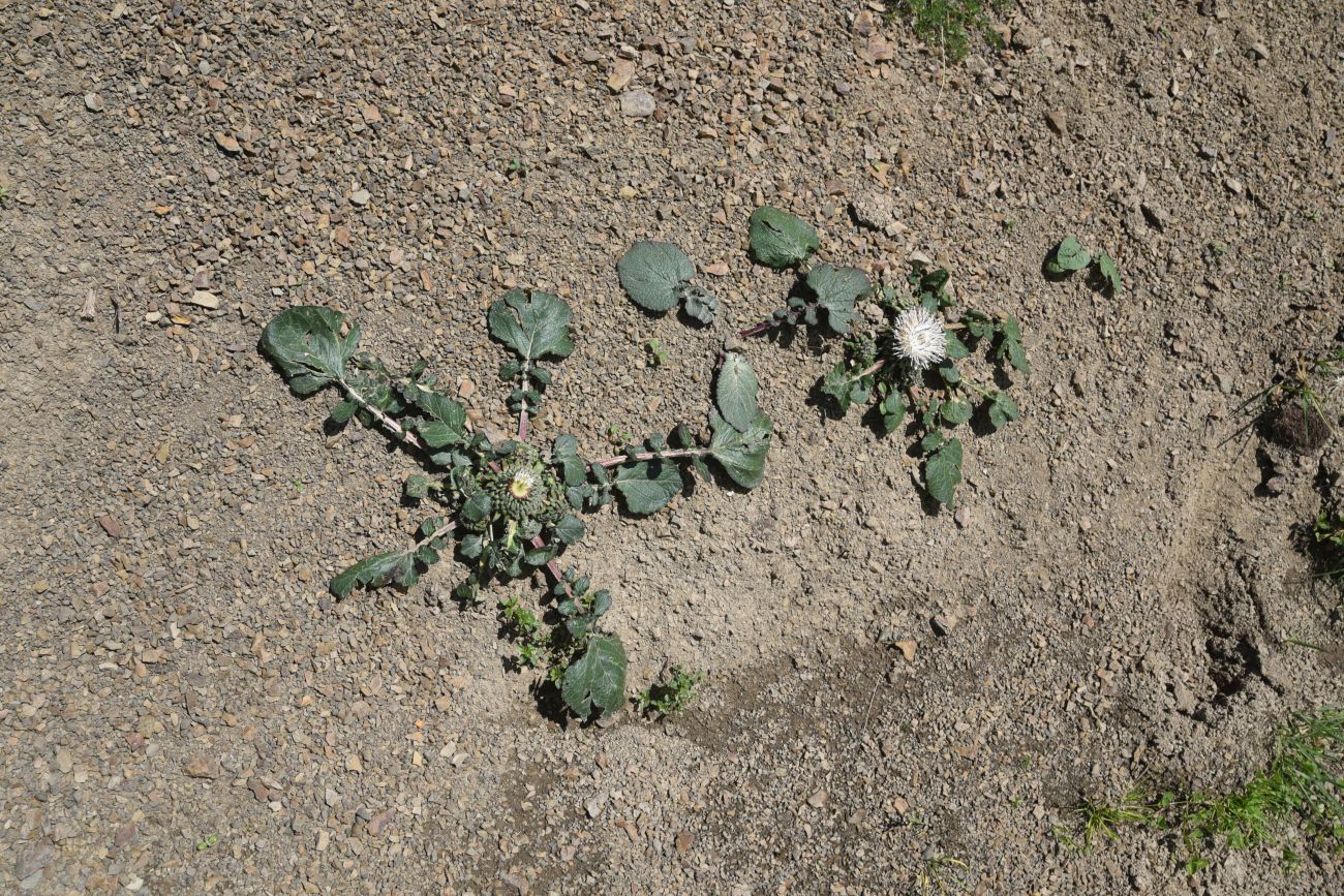 Изображение особи Jurinella moschus.