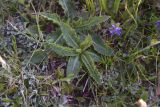 familia Asteraceae. Вегетирующее растение. Чечня, Шаройский р-н, окр. пер. Цумандинский, южный борт перевала, выс. ок. 2400 м н.у.м., луг. 24 июня 2024 г.