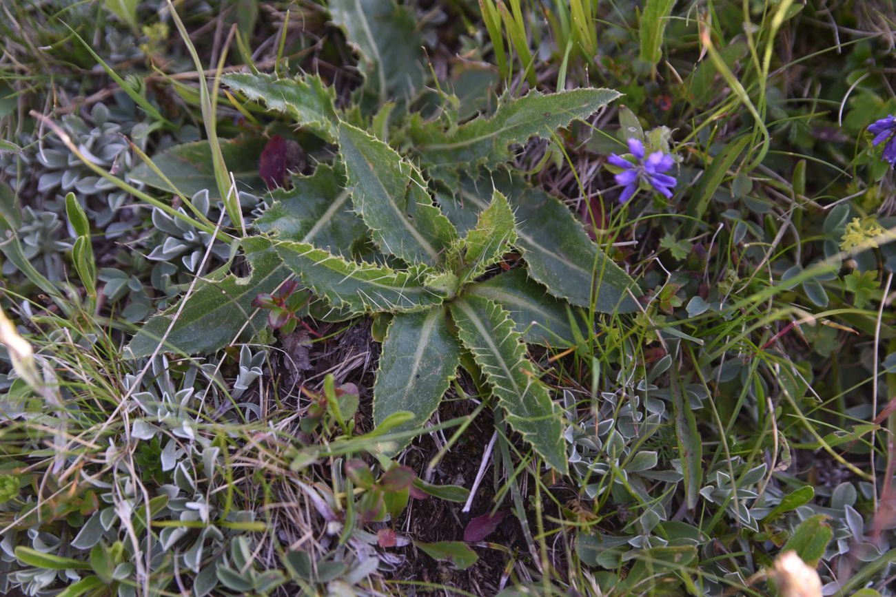 Image of familia Asteraceae specimen.