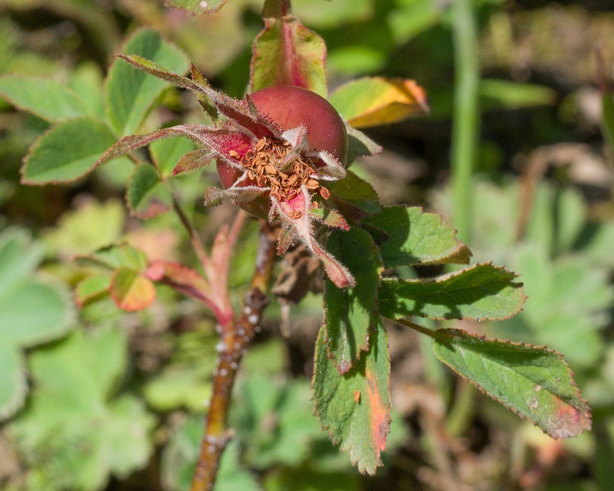 Image of Rosa brotherorum specimen.