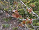 Populus tremula. Ветвь с молодыми листьями. Кабардино-Балкария, Эльбрусский р-н, южный склон Эльбруса, отрог между р. Терскол и р. Гарабаши, выс. ок. 2600 м н.у.м., верхняя граница леса. 10 июня 2018 г.