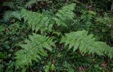 Dryopteris expansa. Вегетирующее растение. Московская обл., Волоколамский гор. округ, долина р. Каменка, смешанный лес. 17.08.2024.