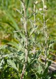 Artemisia stelleriana