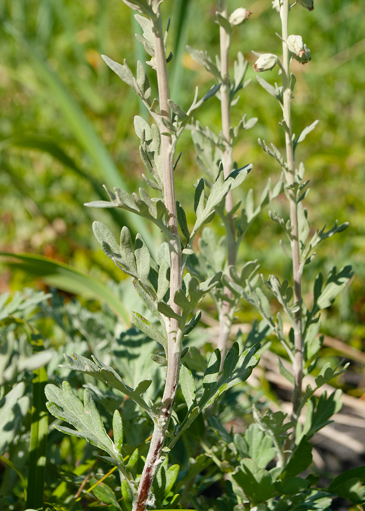 Image of Artemisia stelleriana specimen.