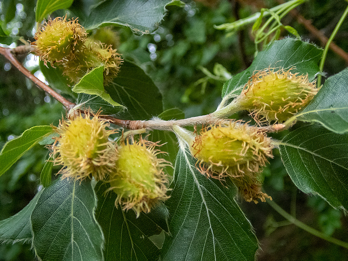 Изображение особи Fagus &times; taurica.