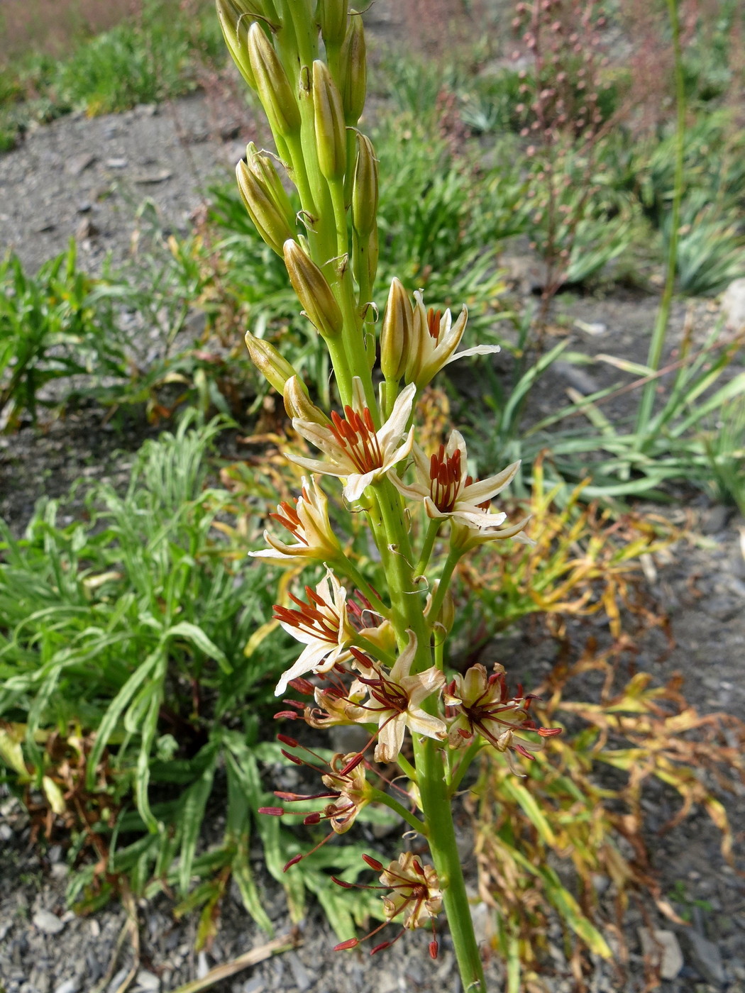 Image of Eremurus hissaricus specimen.