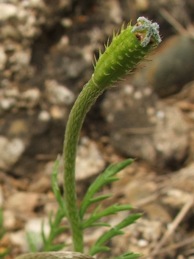 Изображение особи Papaver minus.