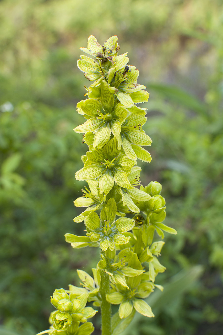 Изображение особи Veratrum lobelianum.