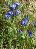 Gentiana olivieri