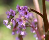 Bergenia crassifolia. Часть соцветия. Коми, г. Сыктывкар, придомовая территория, цветник. 19.05.2021.