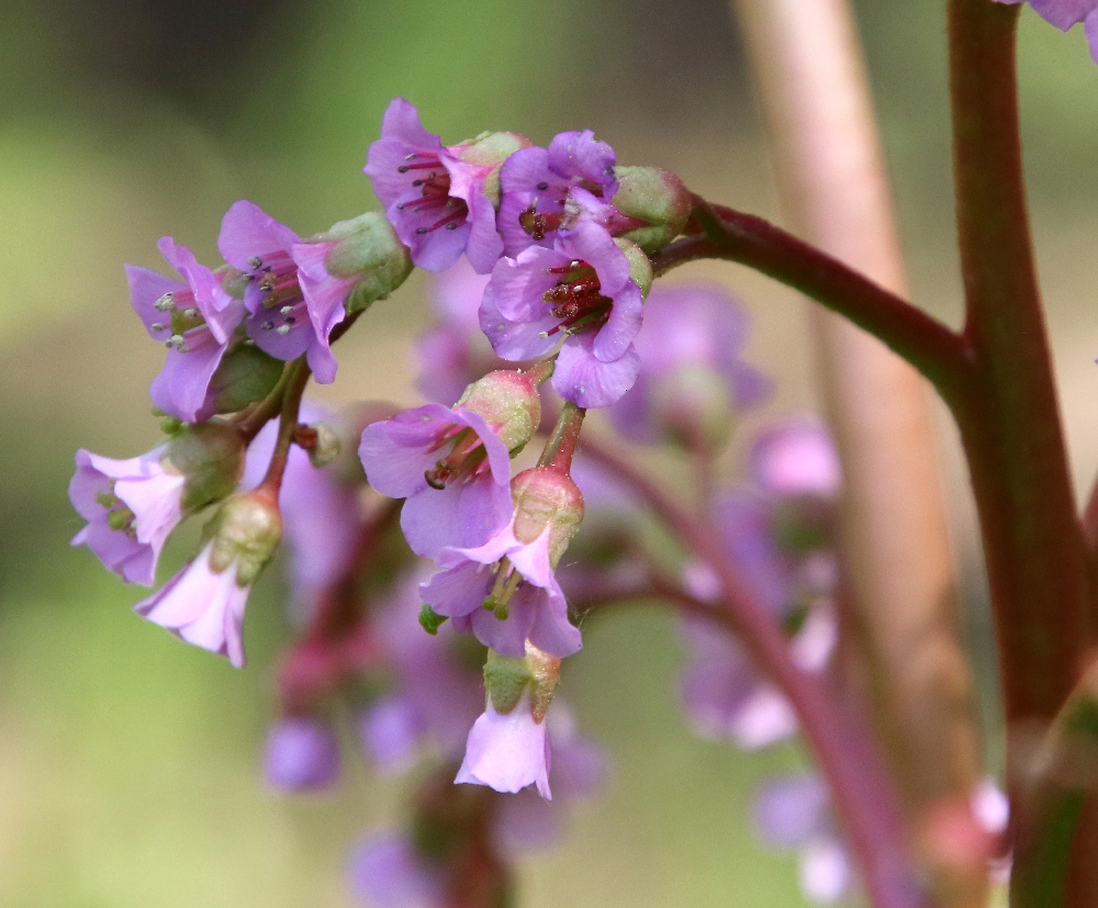 Image of Bergenia crassifolia specimen.