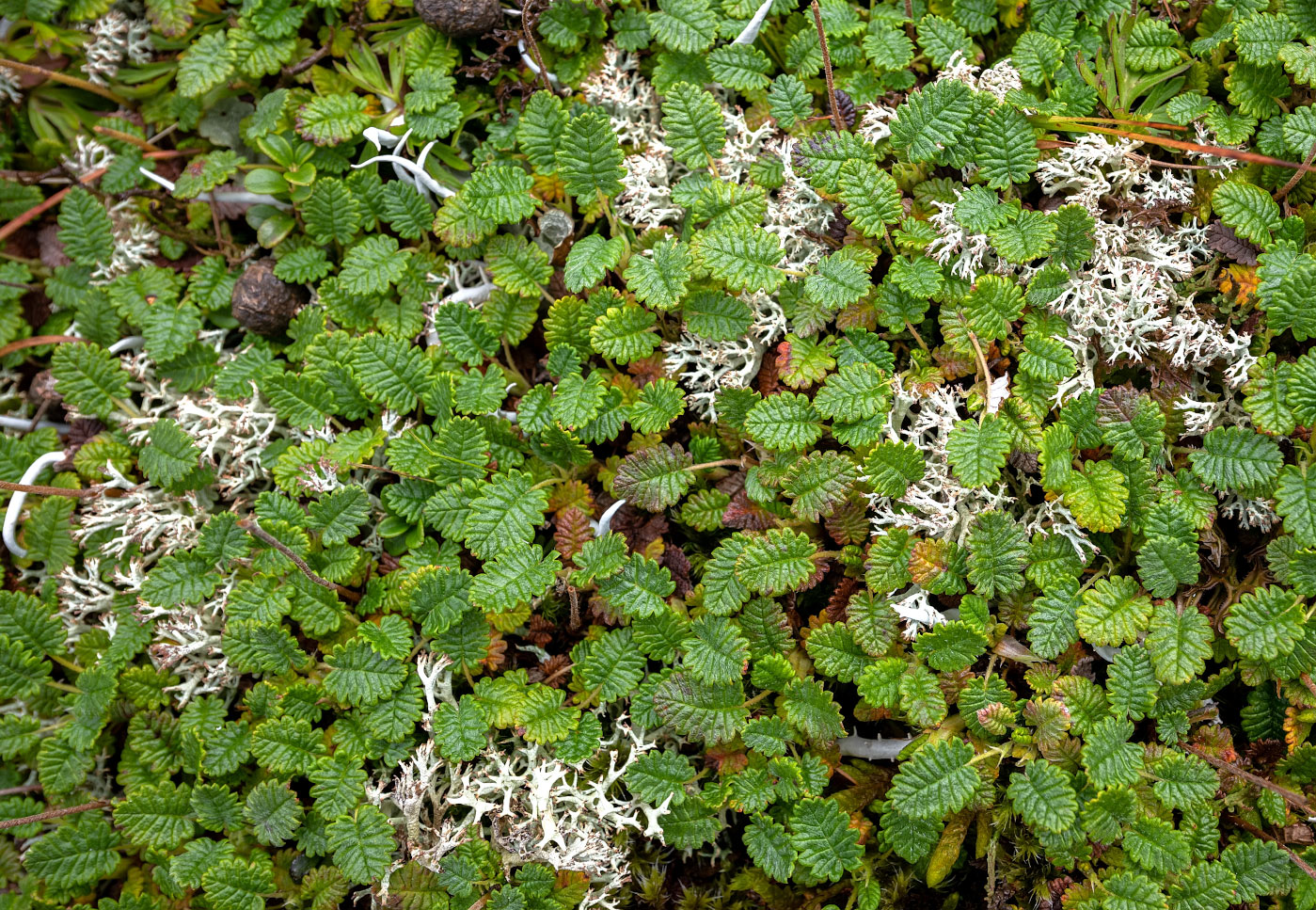 Изображение особи Dryas ajanensis.