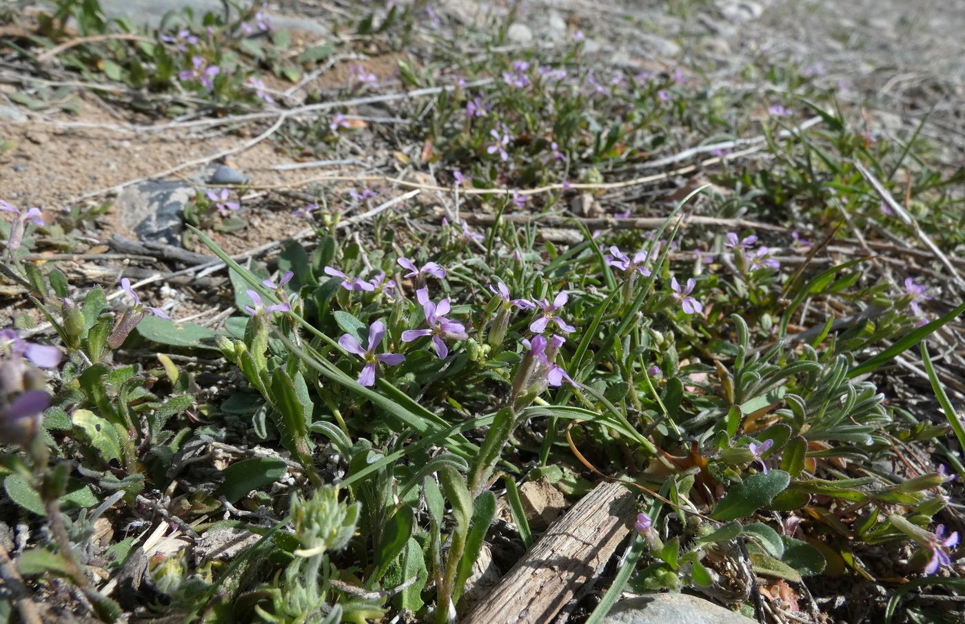 Image of Chorispora tenella specimen.