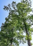 View full-size image Metasequoia glyptostroboides