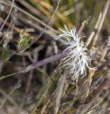 View full-size image Dianthus volgicus