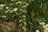 View full-size image Pyrethrum parthenifolium