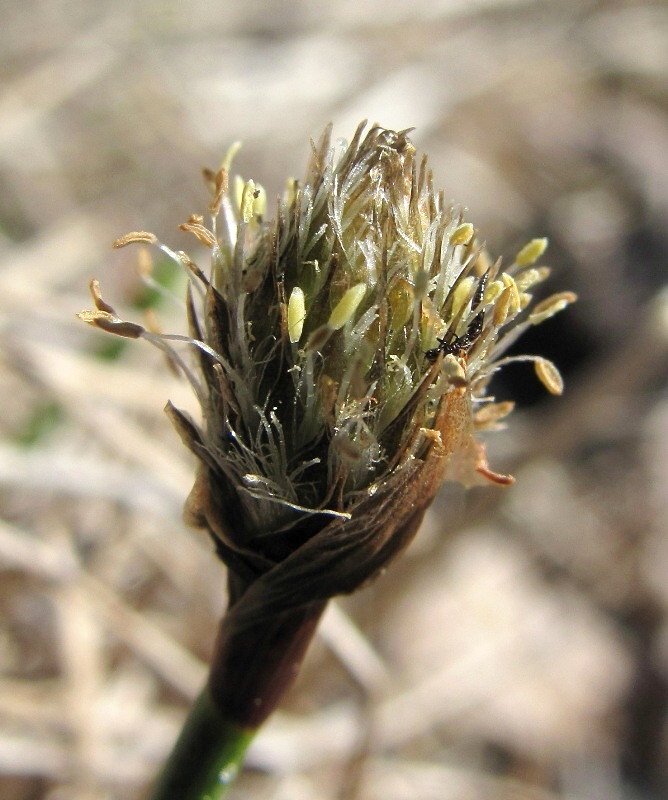 Изображение особи Eriophorum scheuchzeri.