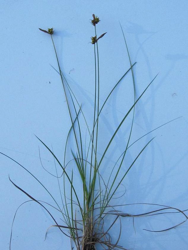 Image of Carex supina specimen.