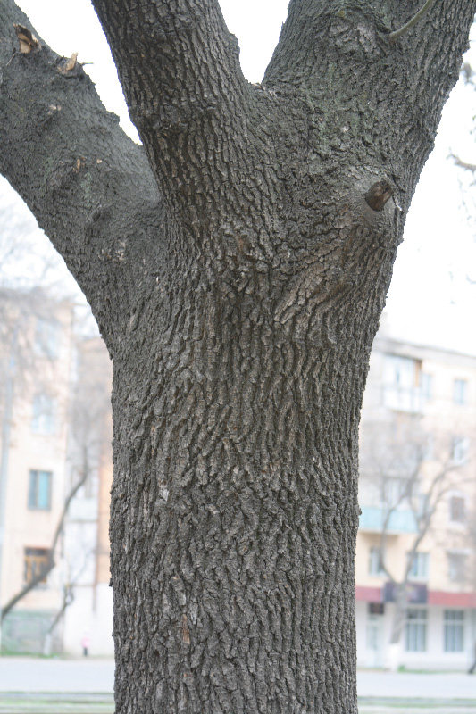 Image of Fraxinus syriaca specimen.