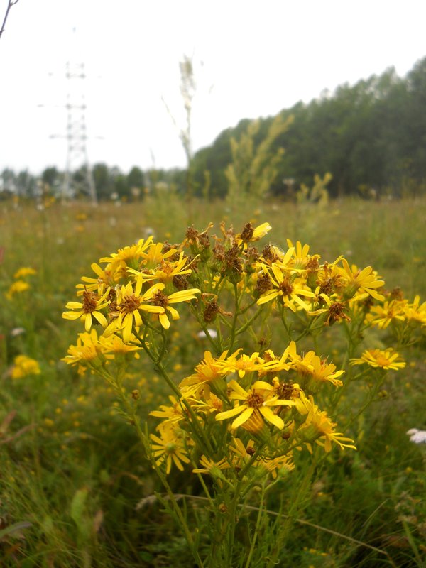 Image of Senecio erucifolius specimen.