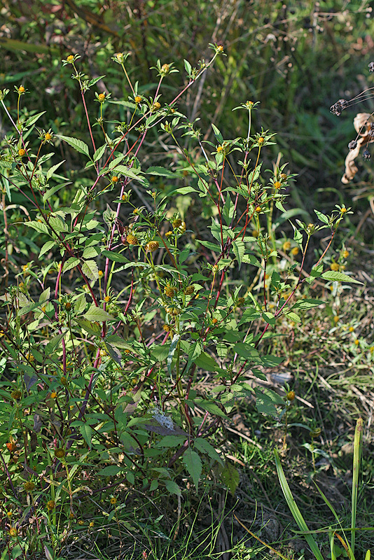 Image of Bidens frondosa specimen.