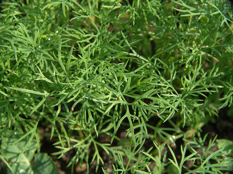 Image of Anethum graveolens specimen.