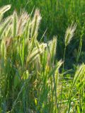 Hordeum leporinum