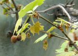 Platanus orientalis