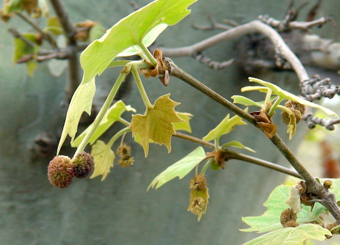 Изображение особи Platanus orientalis.