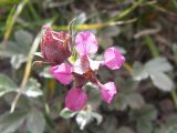 Potentilla divina