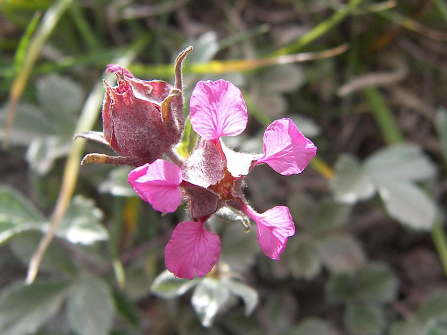 Изображение особи Potentilla divina.