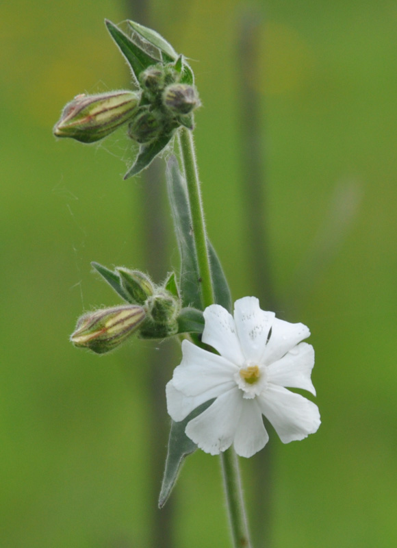 Image of Melandrium album specimen.