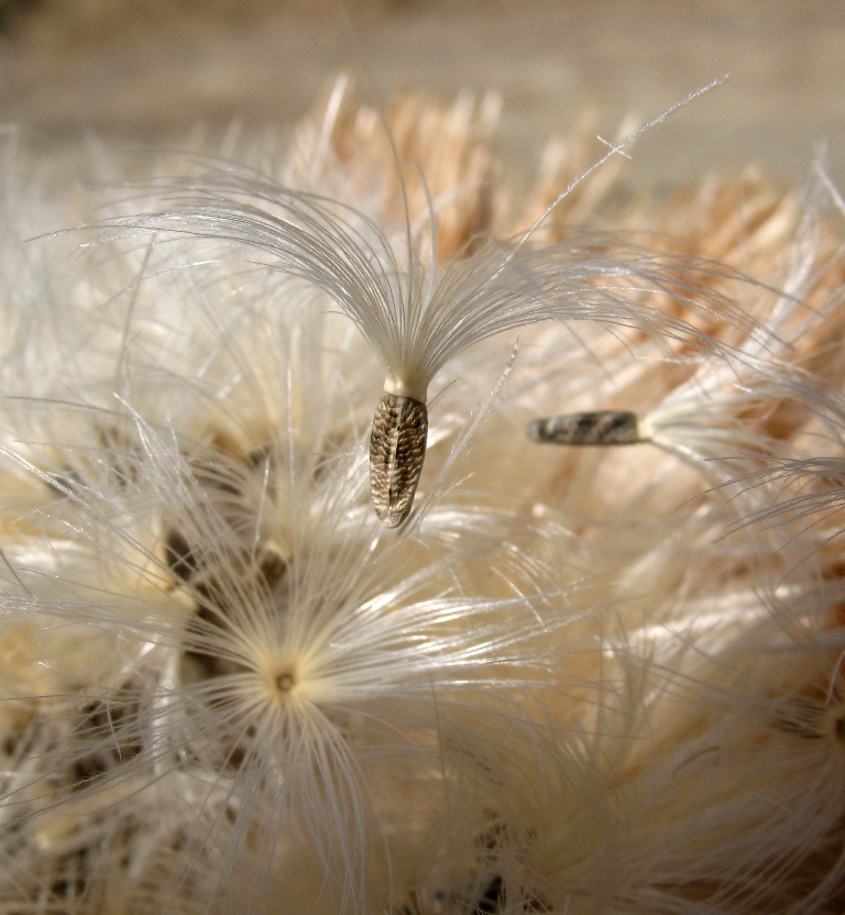 Image of Onopordum leptolepis specimen.