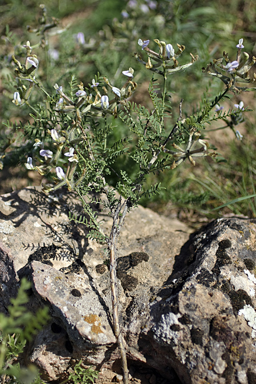 Изображение особи Astragalus neolipskyanus.