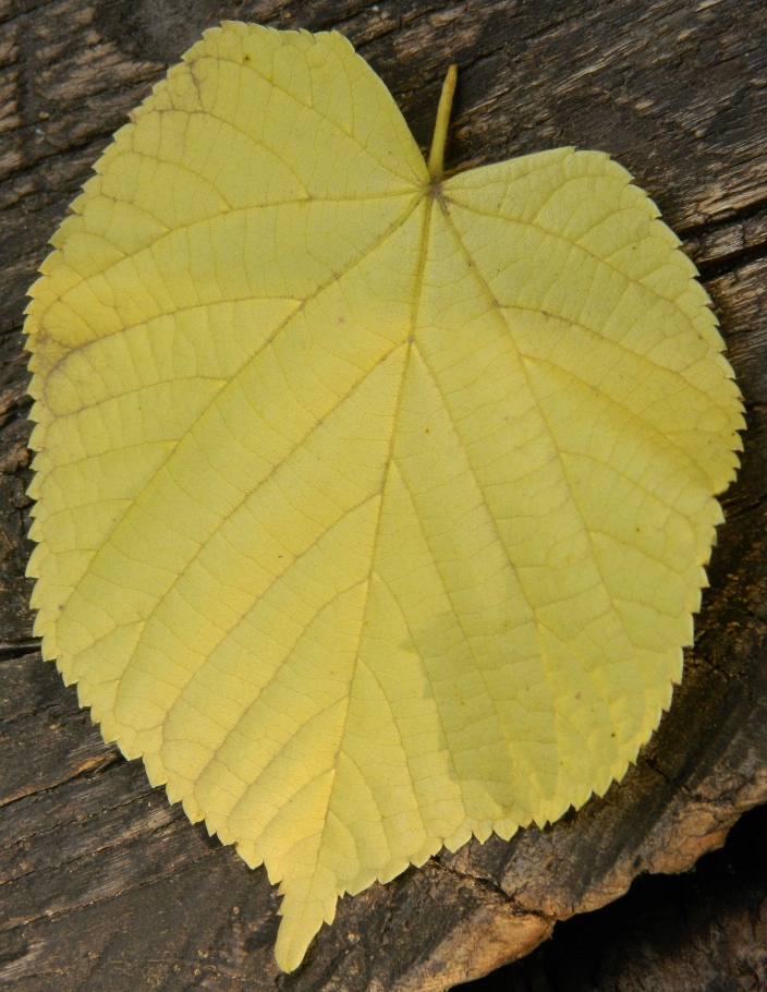 Image of Tilia platyphyllos specimen.