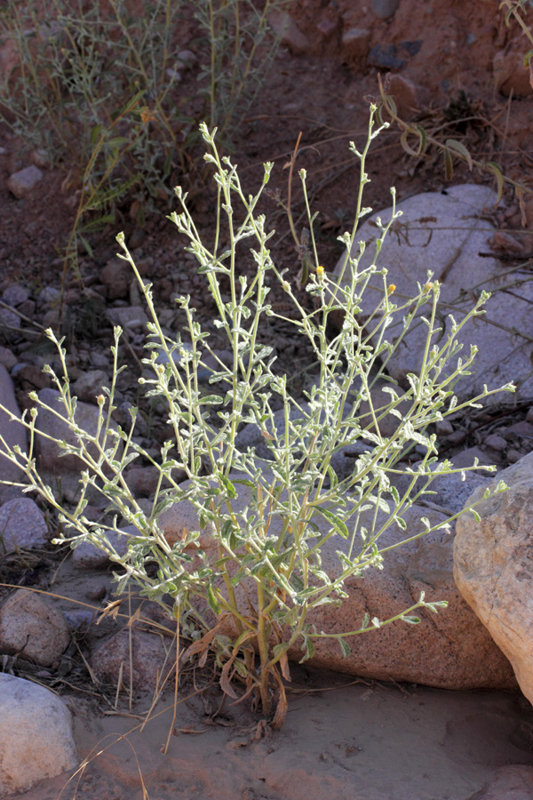 Image of Pulicaria salviifolia specimen.