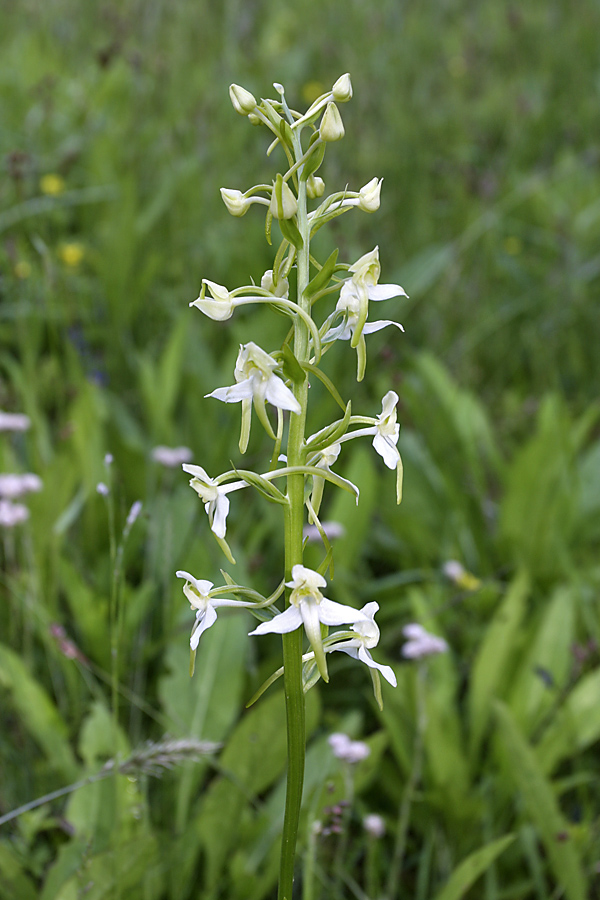 Изображение особи Platanthera chlorantha.