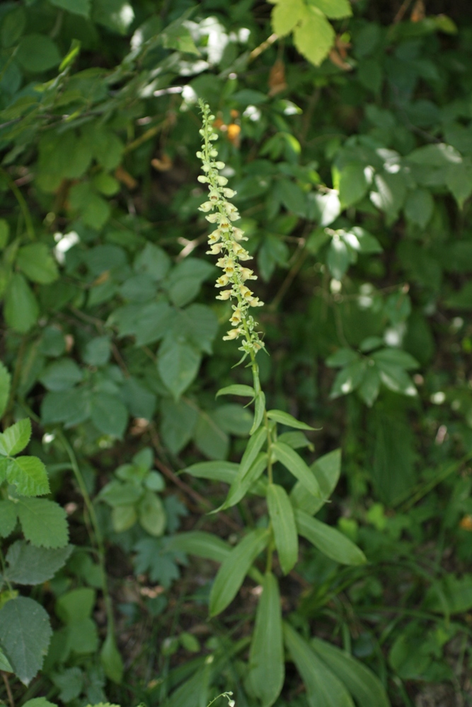 Изображение особи Digitalis schischkinii.