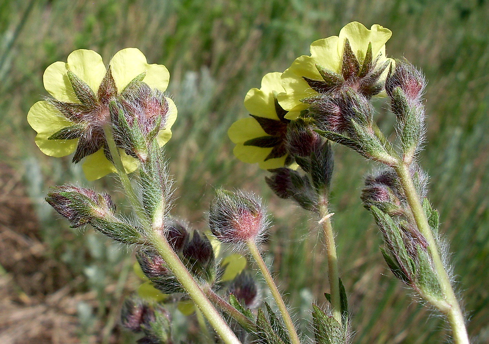 Изображение особи Potentilla recta.