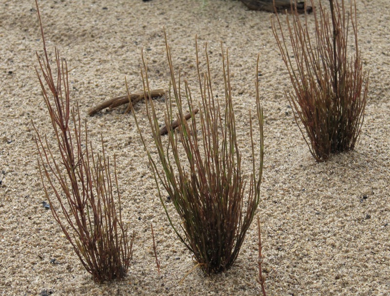 Image of Equisetum arvense specimen.